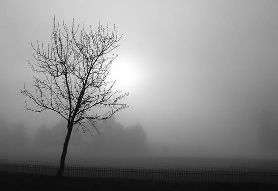 Misty_morning