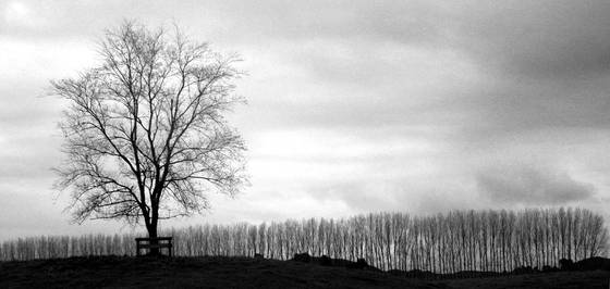 Out_on_a_limb