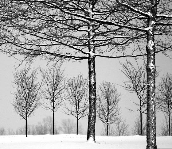 Winter_branches