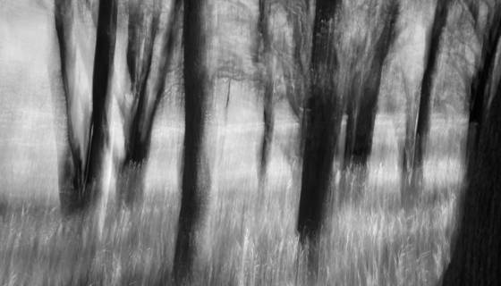 Oak_grove_abstract_ii