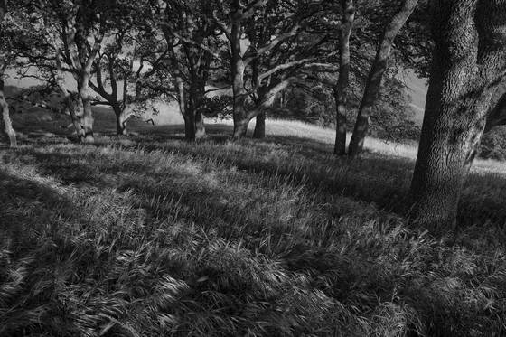 Oak_grove