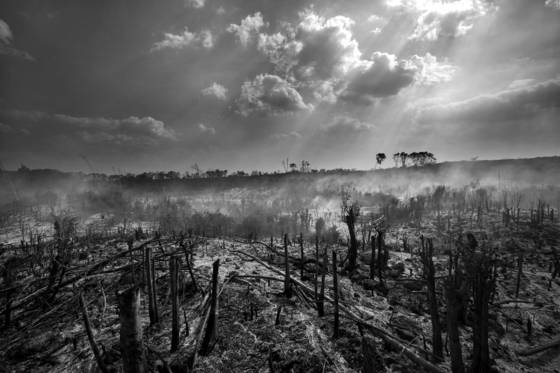 Deforestation