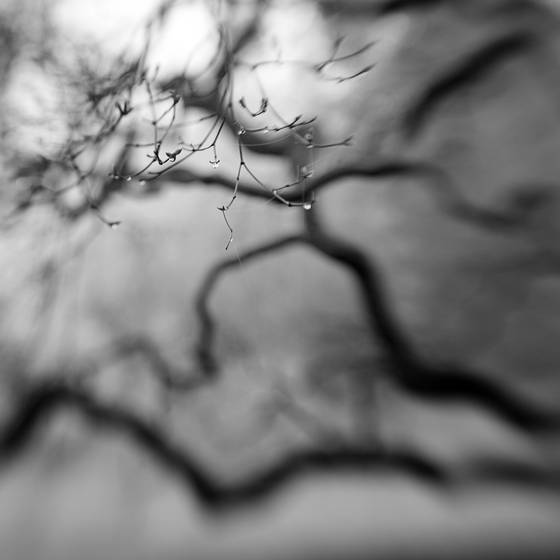 The_crying_tree
