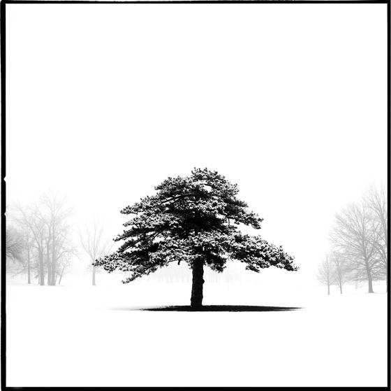 Lone_tree