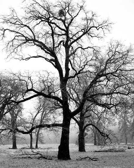 Oaks_in_valley