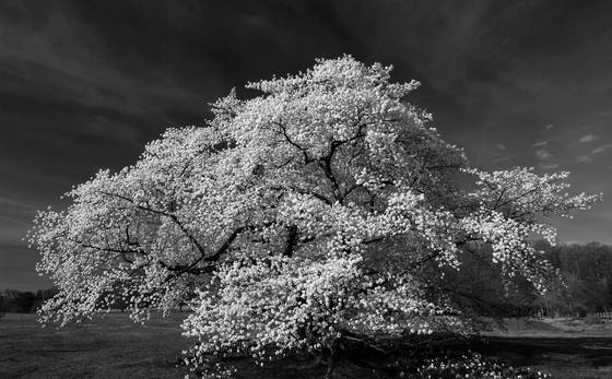 In_the_garden__1