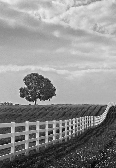 The_other_field