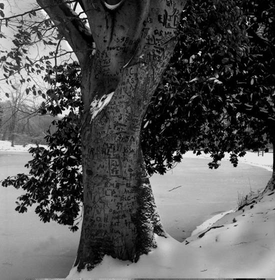 Love_tree