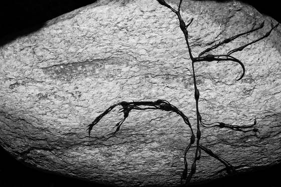 Rock___kelp