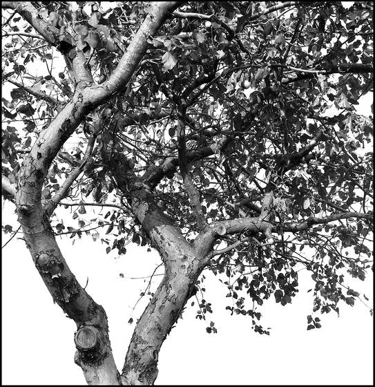 Apple_tree