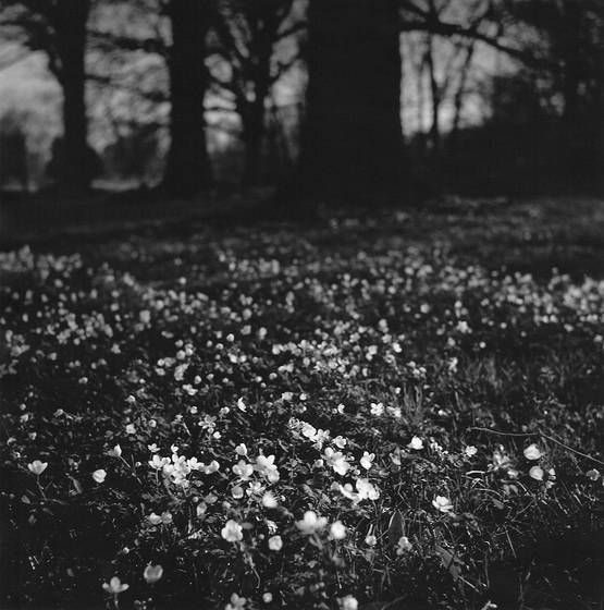 Spring_meadow
