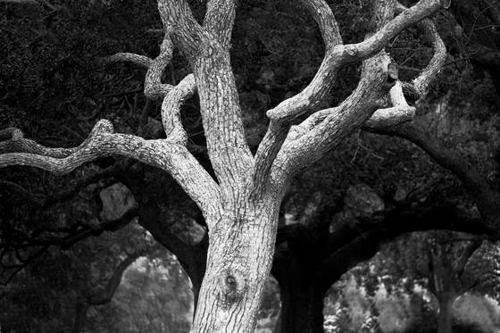 Tree_trunk