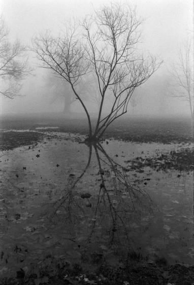 Fog_tree_4