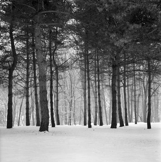 Pines_fog_snow