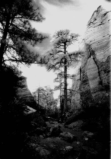 Tree_in_canyon