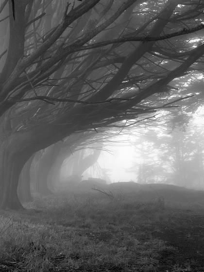 Foggy_trees
