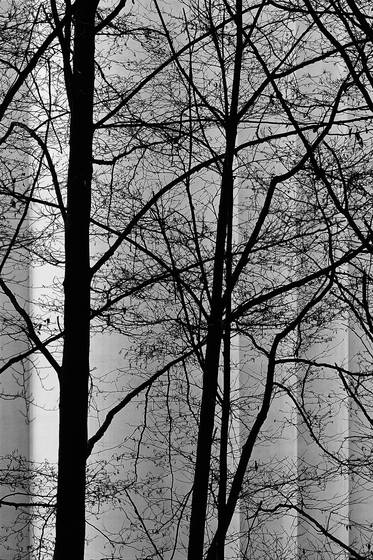 Dark_trees