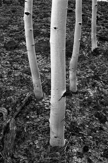 Four_white_trees