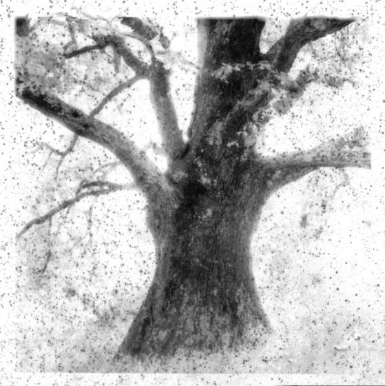 Ancient_oak