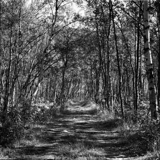 Narvik_woods