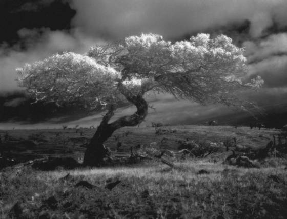 Mauna_kea_tree_study__1