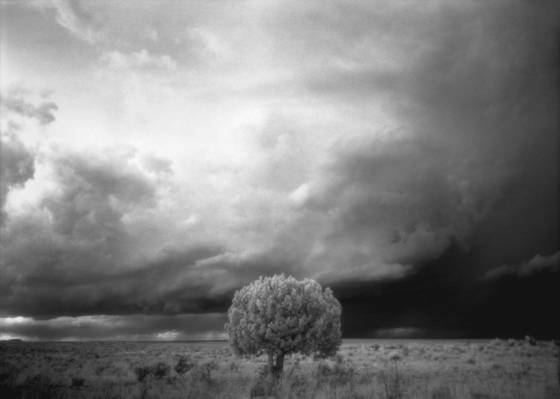 Tree_and_storm