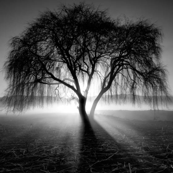Lighting_tree