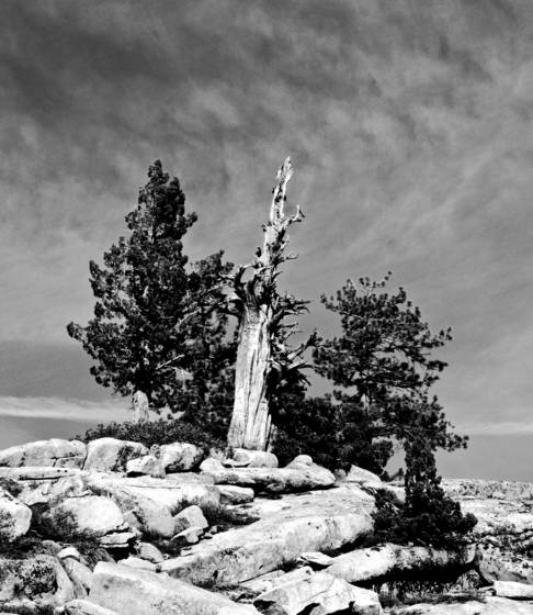 Dome_tree