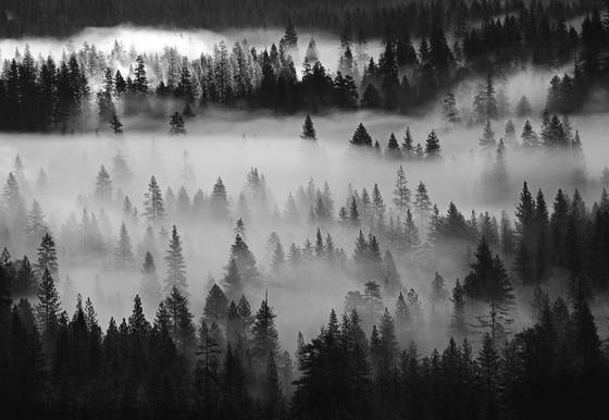 Into_the_mist