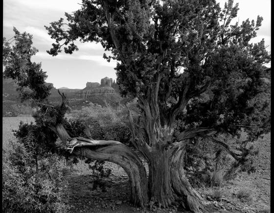 Lookout_tree