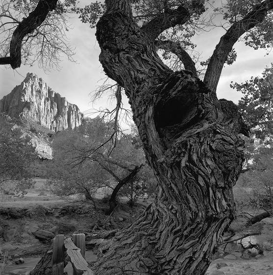Old_cottonwood_tree