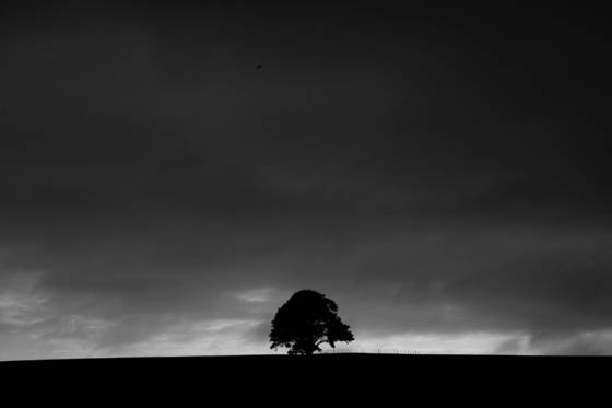 Tree__2