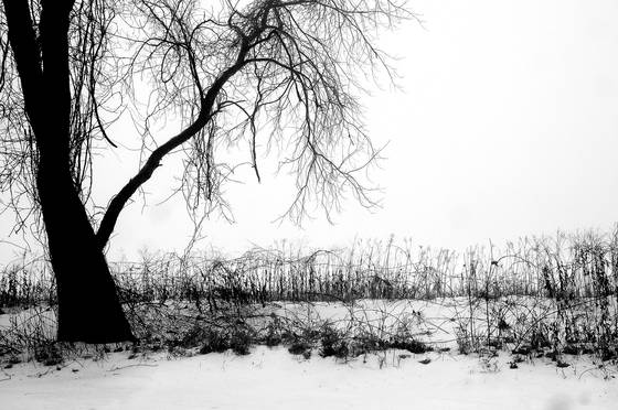Field_of_hope