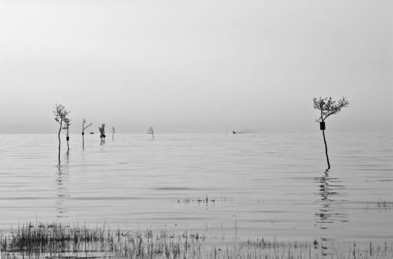 Sea_trees