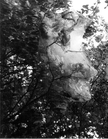Web_in_trees