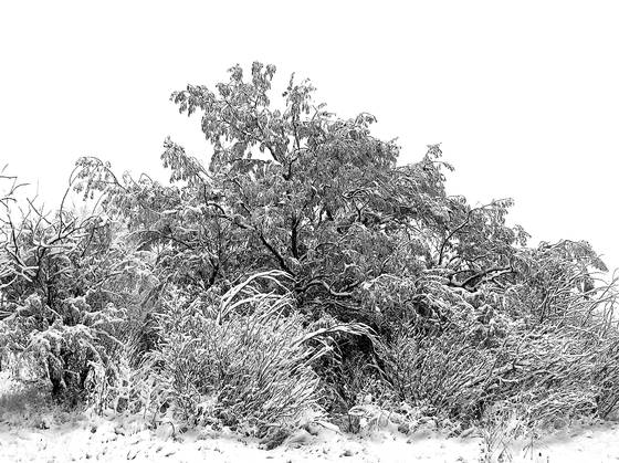 Etched_by_winter