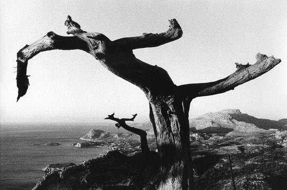 Dancing_trees_of_rhodes