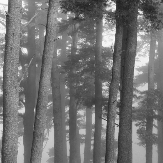 Pines_in_fog