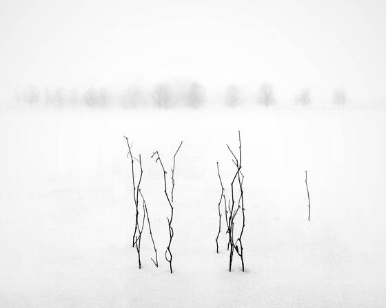 Foggy_winter_morning