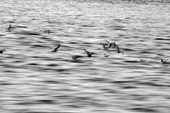 Birds_of_a_feather_jpg