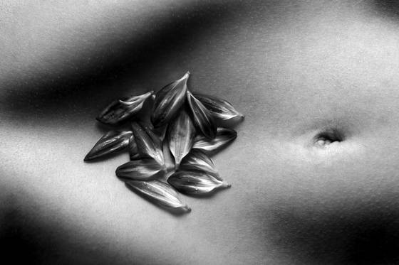 Dahlia_petals