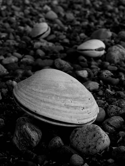 Clamorous__north_beach