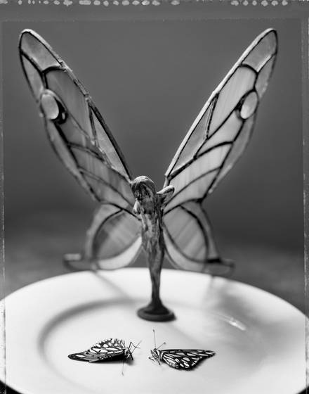 Butterfly_wings_1