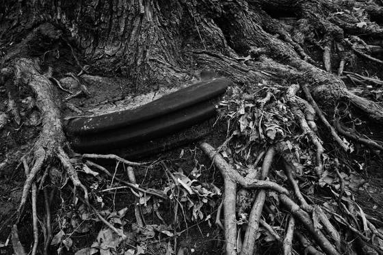 Tire_and_tree