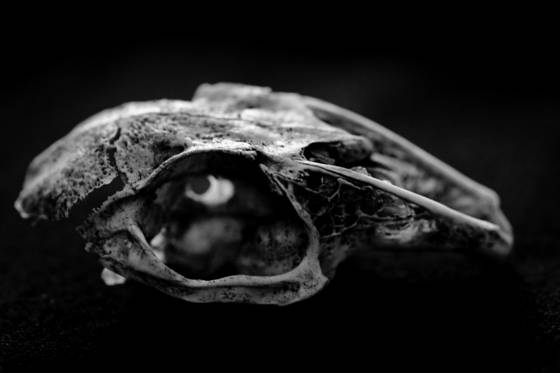 Skull