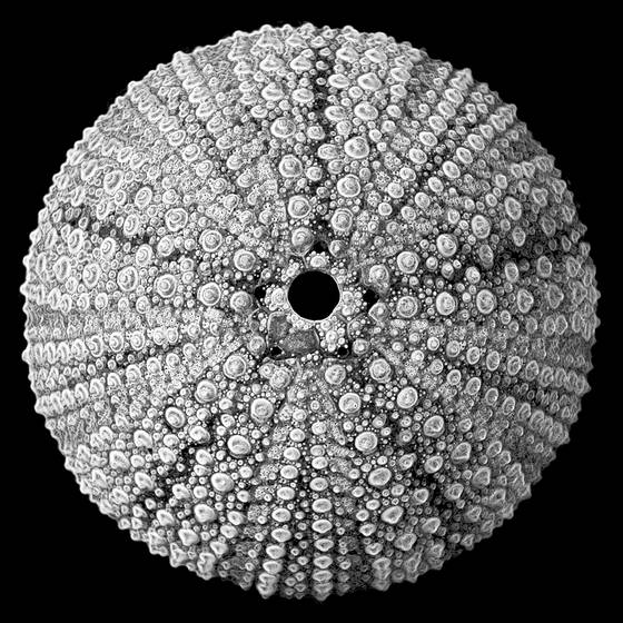 Lace_urchin