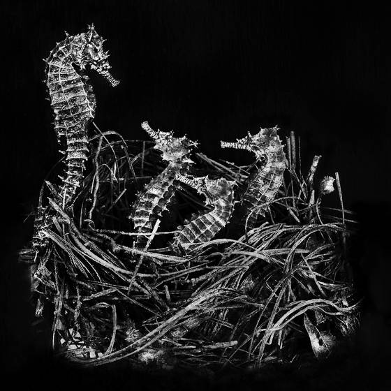 Nesting_sea_horses