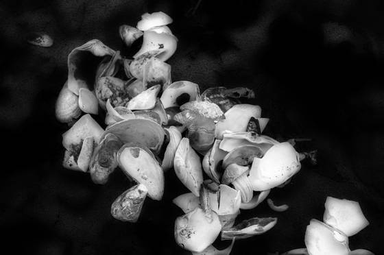 Broken_shells