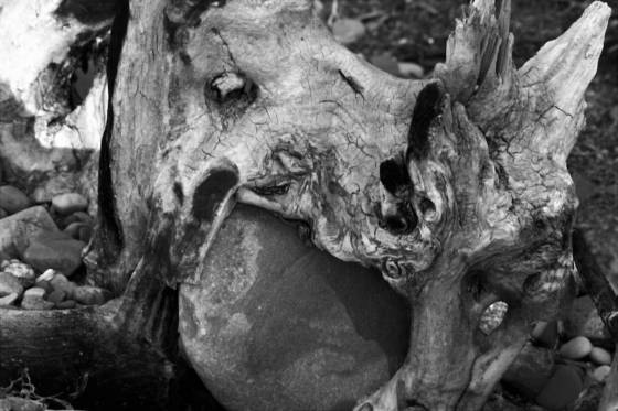 Driftwood_1