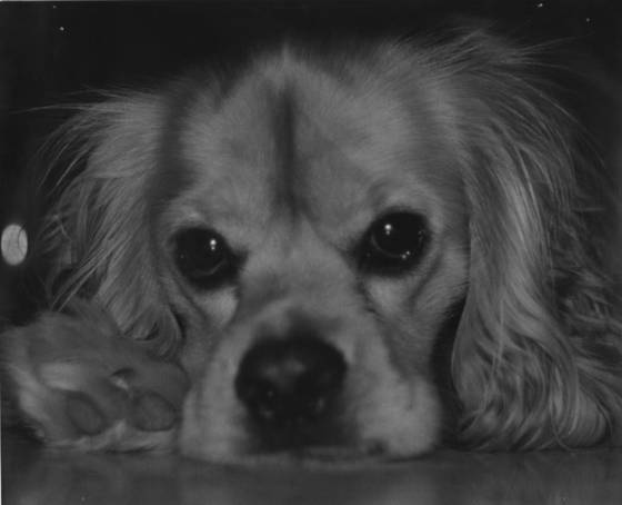 Lucas